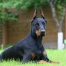 DOBERMAN